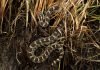 News You Can Use: Michigan’s Only Venomous Snake