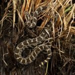 News You Can Use: Michigan’s Only Venomous Snake