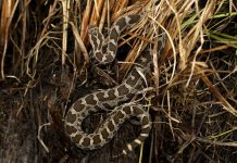 News You Can Use: Michigan’s Only Venomous Snake