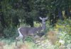 News You Can Use: Hunting Seasons Opening Statewide