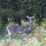 News You Can Use: Hunting Seasons Opening Statewide