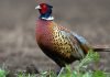 Nearly 7,300 Pheasants to Be Released in Southern Michigan This Year